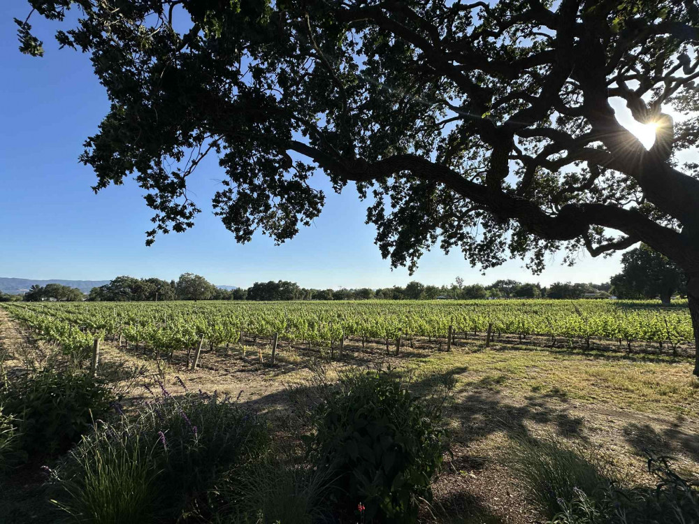 early june vineyard