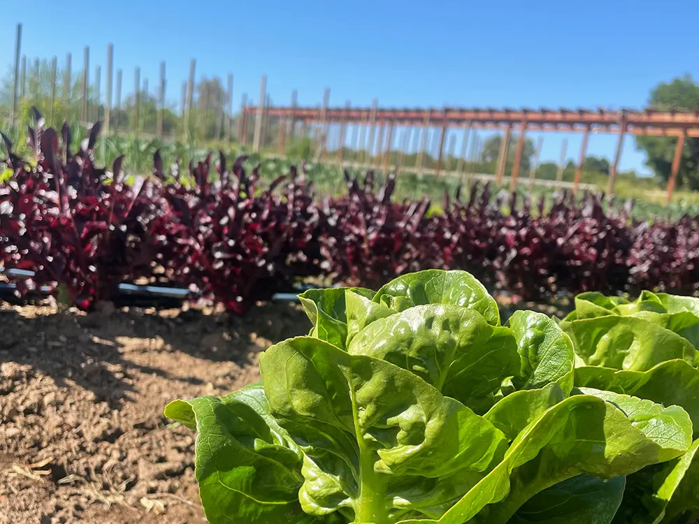 Santa Ynez Farmhouse Farm Crops