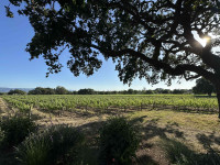 early june vineyard Thumbnail