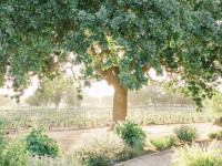 Vineyard Thumbnail