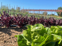 Santa Ynez Farmhouse Farm Crops Thumbnail