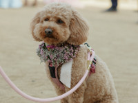 Wedding Pup Thumbnail